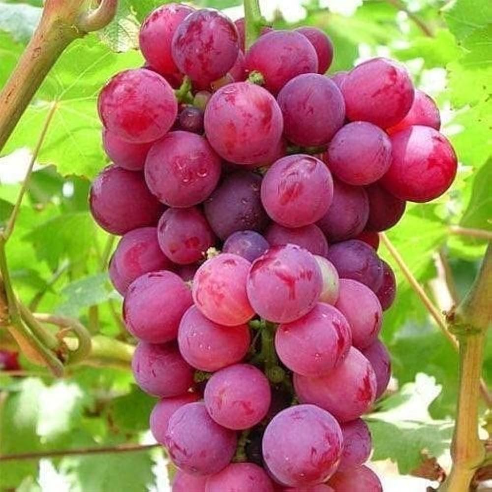 Xinjiang red grape vine grown from seeds with clusters of juicy, dark red grapes